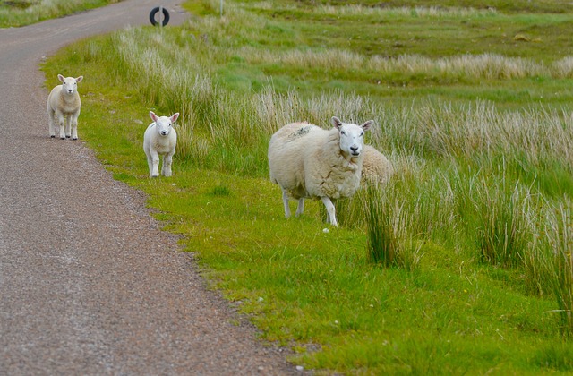 Scotland Revealed: An In-Depth Travel Guide to the Land of Legends, Nature, and Rich Heritage